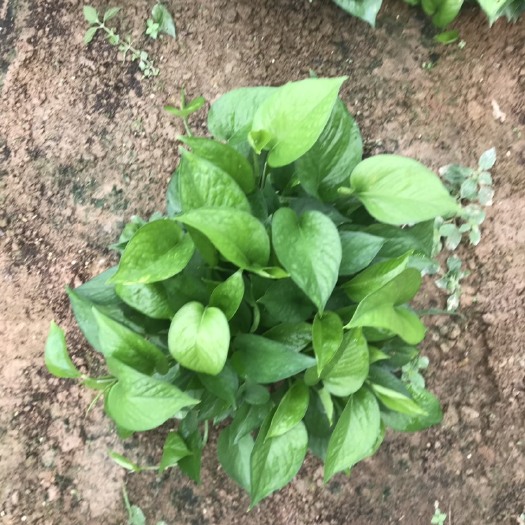 东莞市绿萝 180白盆
