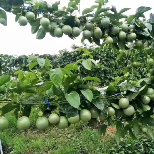 紫色百香果 新鲜货上市啦。想要的可以预定下单啦
