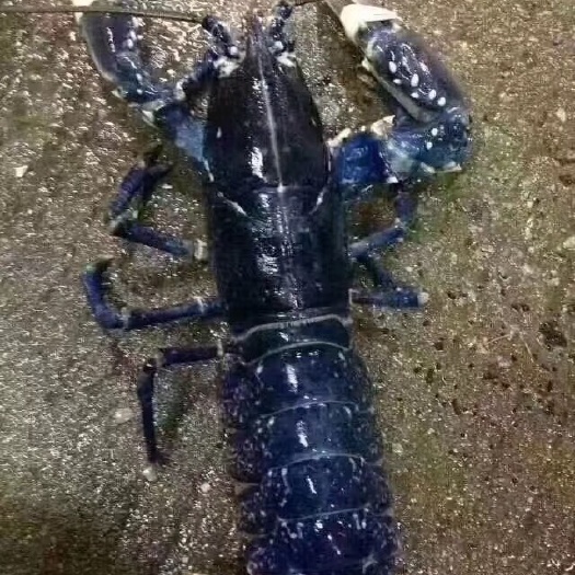 深圳 供应生猛法国蓝龙、蓝波龙、深海蓝龙虾、蓝魔虾、世界名虾龙龙虾