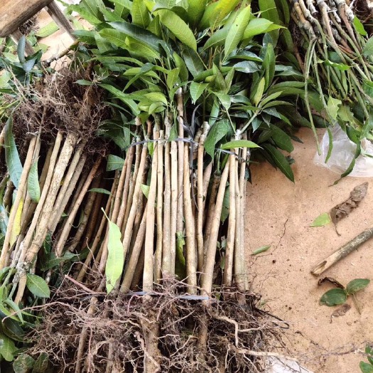 灵山县 金煌芒果苗 根系粗壮 正品嫁接苗 大小规格都有