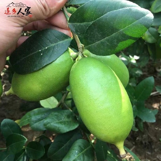 遂溪县 新鲜香水柠檬青柠檬水果奶茶店多汁酸爽清香果园现摘