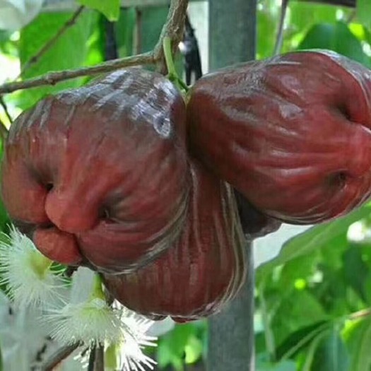 灵山县黑糖芭比莲雾苗 黑糖芭比 ， 正品嫁接苗 当年种植当年结果