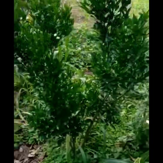 蒲江县香橙苗 地劲3公分起香橙桩头，目前嫁接青见！
