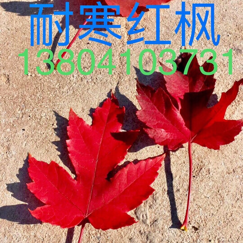 美國紅楓苗  改良耐寒紅楓樹苗價(jià)格穩(wěn)定