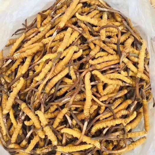 成都 虫草