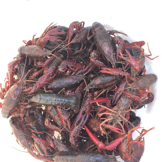 监利市青壳小龙虾 4-6钱 人工养殖