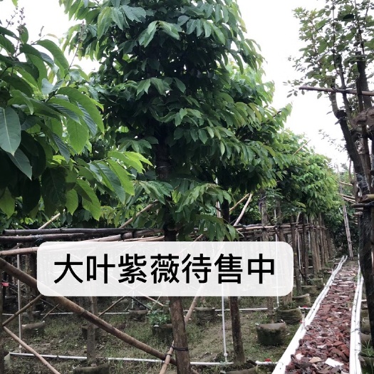 普宁市大叶紫薇移植苗