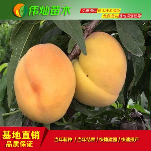 黄冈黄桃树苗 黄优一号黄桃苗 大果脆甜 丰产早果 黄桃换代新品种 基地直发