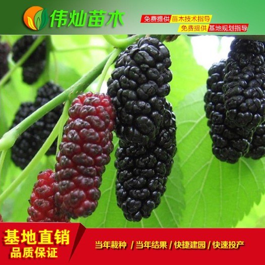 黄冈 大十果桑苗 早熟丰产 品质优 易栽培管理 湖北基地供应