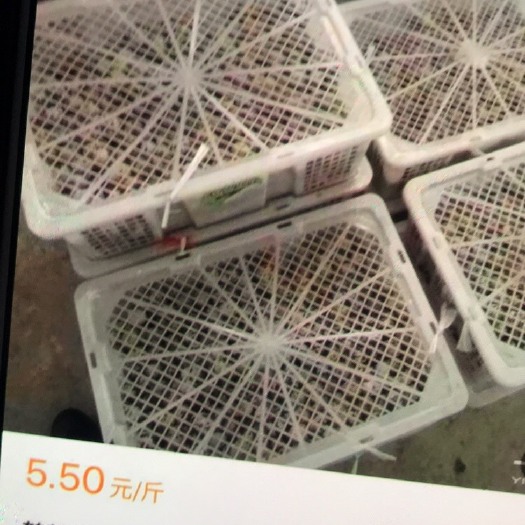 余干县土鹌鹑蛋 箱装 食用