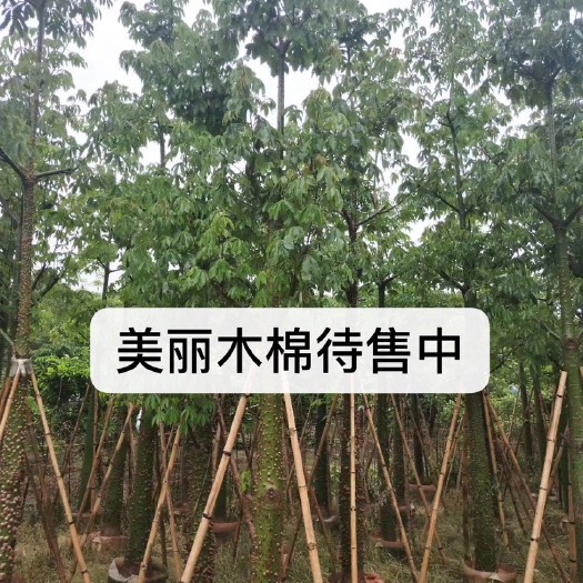普宁市美丽木棉 地苗 移植苗