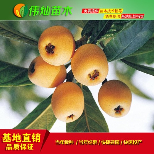 黄冈 大五星枇杷苗 优质新品种 2年至5年嫁接苗批发 品种保证