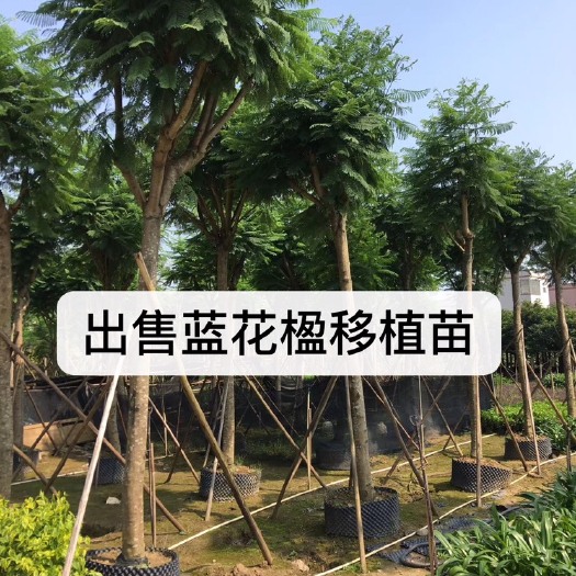 普宁市蓝花楹移植苗