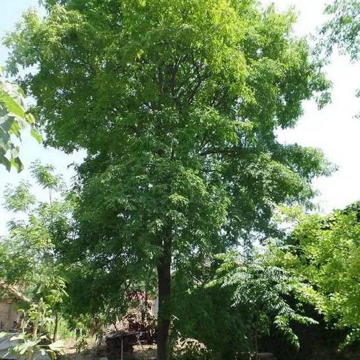 苍溪县 树形优美的大皂角树