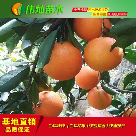 黄冈 纽荷尔脐橙苗 嫁接脐橙苗批发 无菌基地品种保证