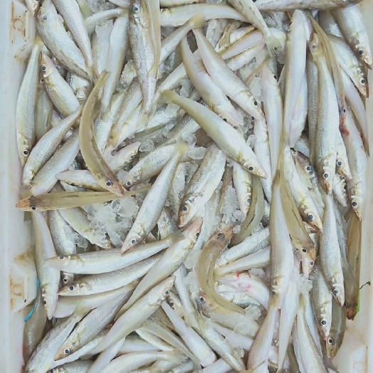 南宁沙尖鱼 沙钻鱼（沙丁鱼）