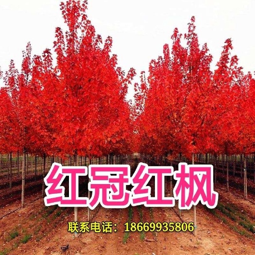 郯城县枫树种子