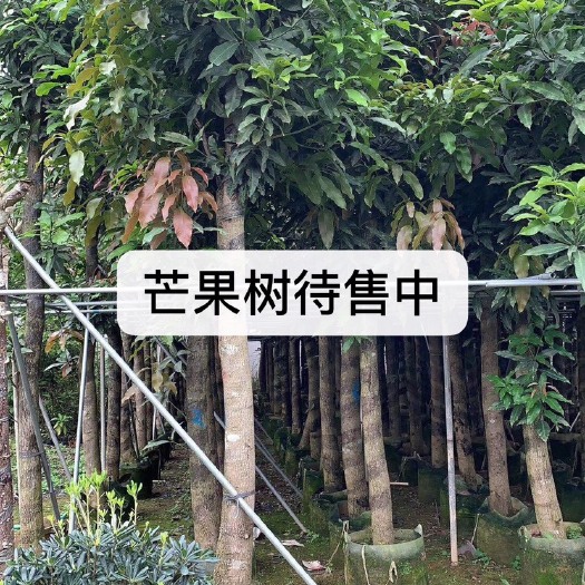 普宁市芒果苗  芒果树移植苗8公分 10公分