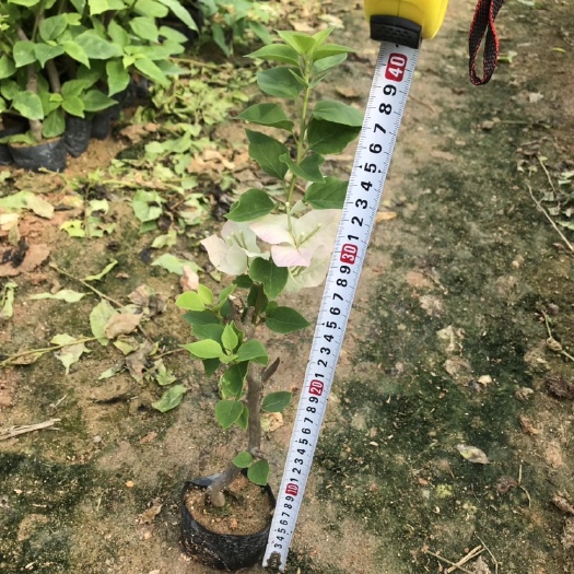 漳州绿樱三角梅  绿叶樱花三角梅