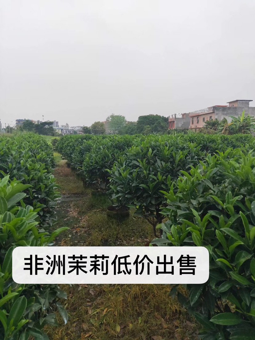 非洲茉莉球