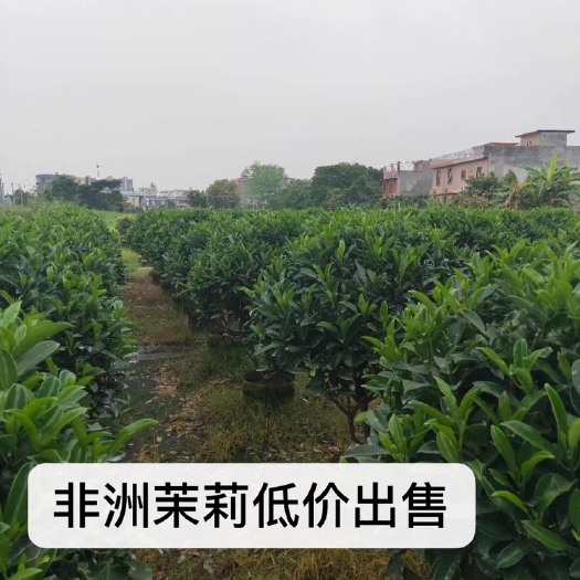 非洲茉莉球