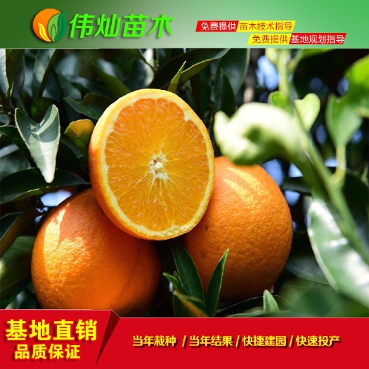黄冈 伦晚脐橙苗 晚熟橙子 无菌基地批发 品种保证 现挖现发
