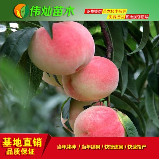 黄冈红叶桃苗 红叶-冬桃苗 口感好 丰产见效快 湖北桃苗基地 品种保证