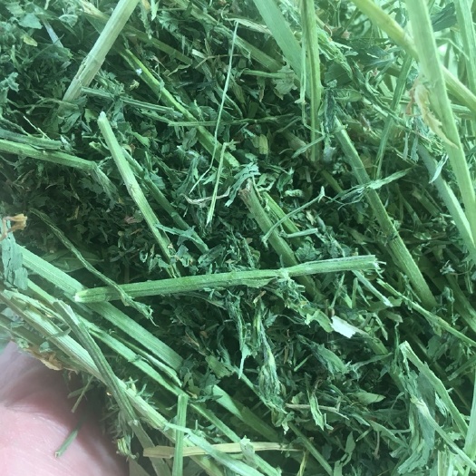 酒泉紫花苜蓿 优质头茬苜蓿！