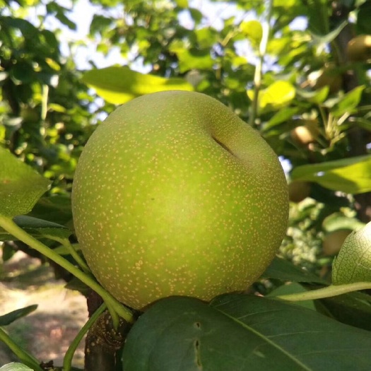 建宁县翠冠梨  现货 代发