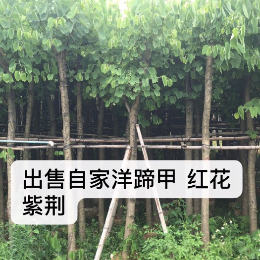 普宁市红花紫荆  洋蹄甲