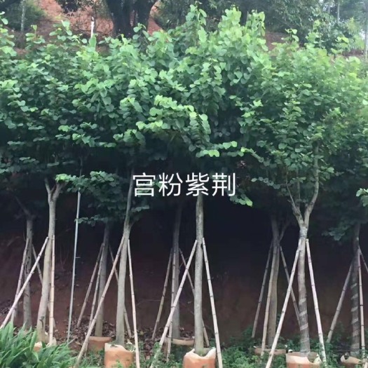 宫粉紫荆树  出售宫粉紫荆移植袋苗5-15