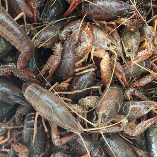 洪湖市 鲜活小龙虾4.5.6钱中青中红规格硬，肉质饱满