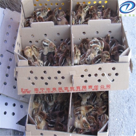 南宁 良凤花鸡苗