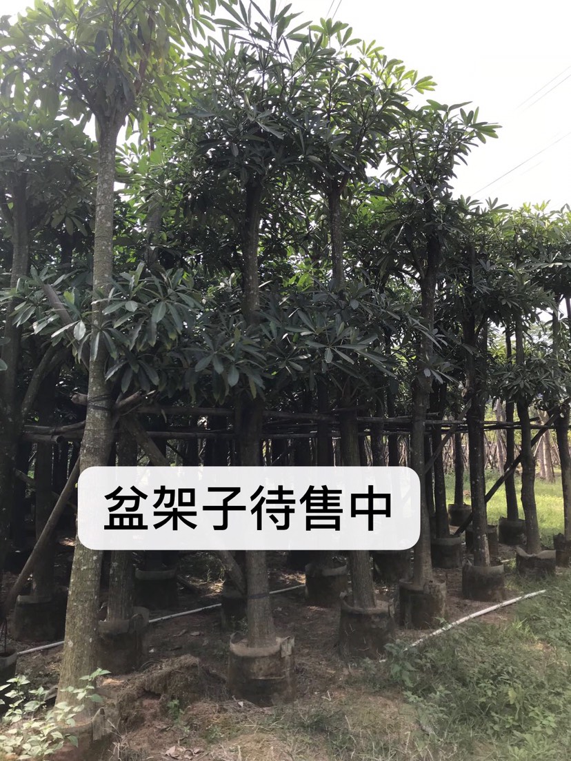 普宁市糖胶树  盆架子 8-30公分