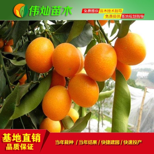 黄冈 脆皮金桔苗 糖水小甜心 湖北伟灿苗木基地批发 苗好价优