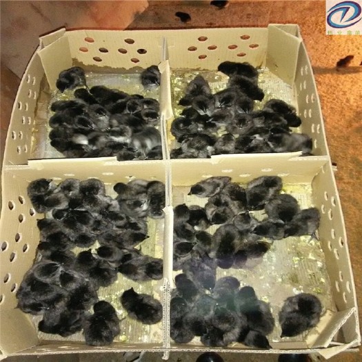 南宁 五黑鸡苗