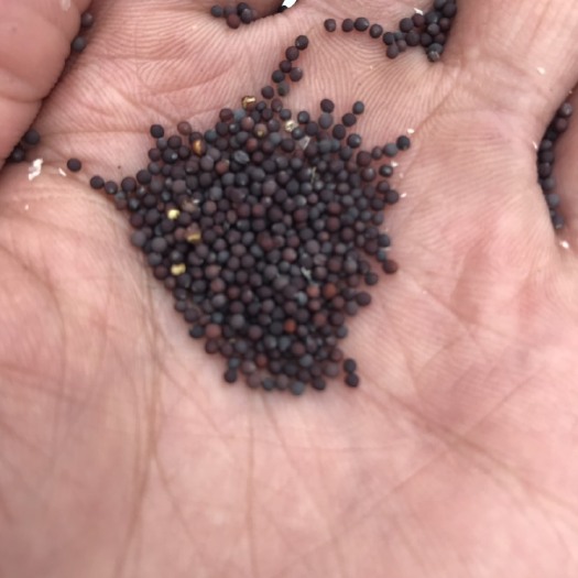 南通油菜籽 优质油菜仔