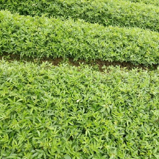 关岭县 专业种植出售  花椒苗