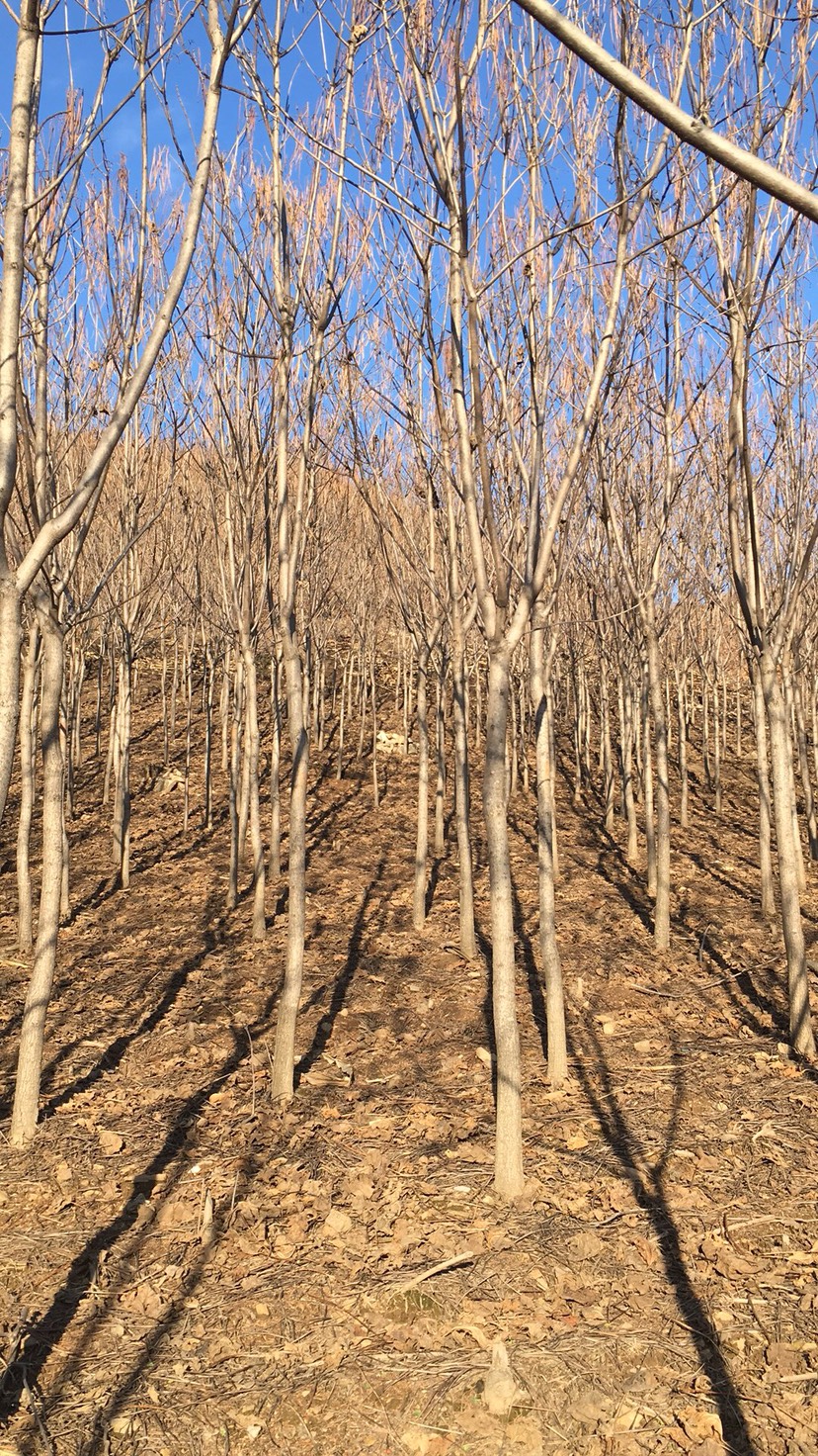 梧桐树种子  东北辽宁供应梓树梧桐树价格合理规格齐全量大优惠可详谈