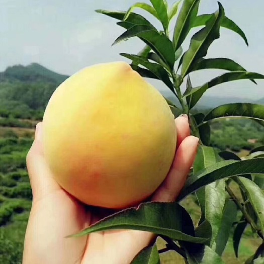怀化 湖南黔城黄桃最美最大最甜7月下旬上市