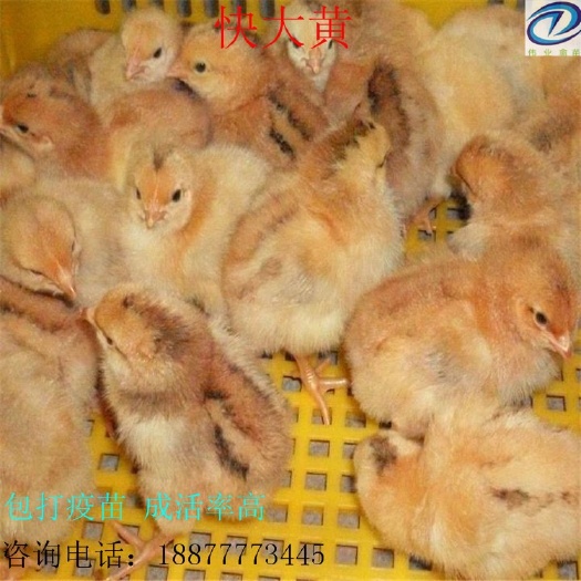 南宁 快大黄鸡苗