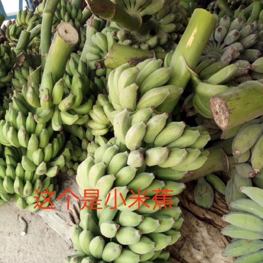 南宁 红蕉香蕉小米蕉