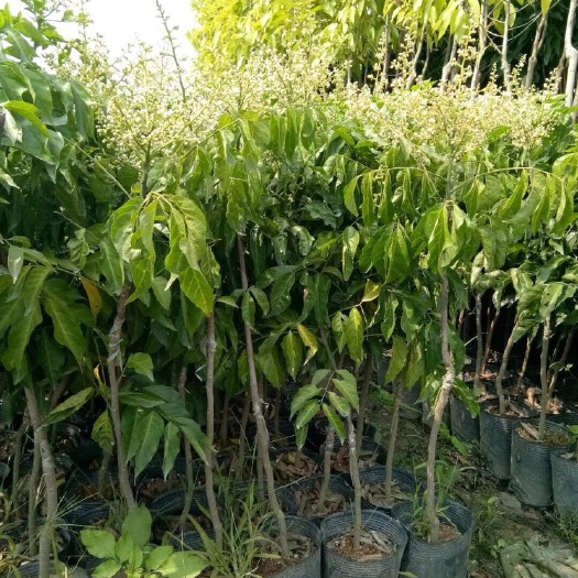 普宁市 鸡心黄皮苗
