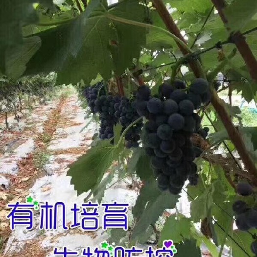 成都葡萄  有机培育的夏黑已上市，欢迎采购，量大从优！