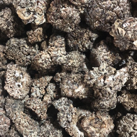 鱼台县 猴脑菌又叫核桃菌