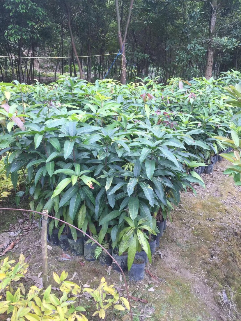 芒果直生苗（实生苗） 芒果直生苗