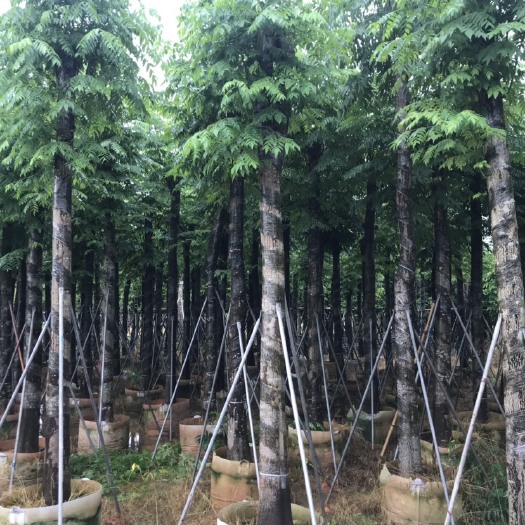 揭阳黄山栾树