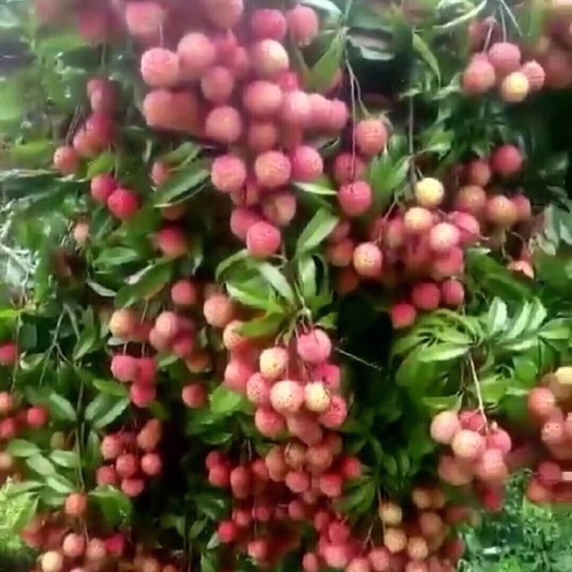  鸡嘴荔枝苗