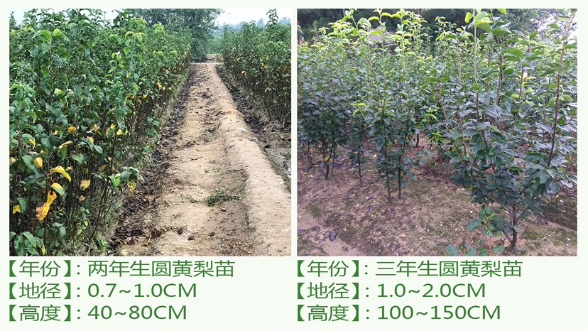  圆黄梨苗 果大多汁脆甜可口 湖北梨苗基地直发 现场看苗