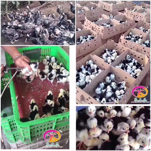 隆回县贵妃鸡苗 统货